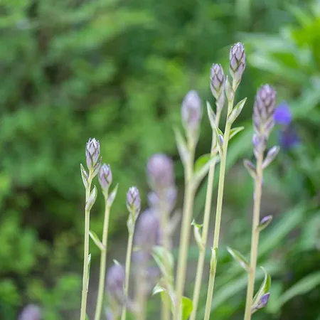 Pop S Huus 35226 Apartman *